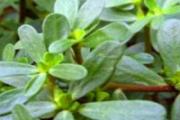 马齿苋开花了能吃吗 马齿苋吃完嘴麻正常吗