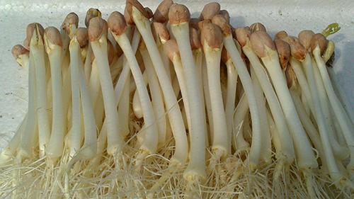 花生苗为什么有点苦,花生芽会不会有毒