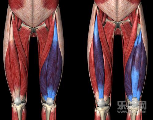 1   骑自行车主要锻炼腿部肌群    锻炼股四头肌    股四头肌在大腿的