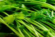 香菜怎么保存新鲜不烂 香菜如何晒干长期保存