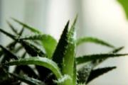 芦荟有什么作用 家里养一盆，药费不用花