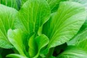 白菜保鲜可以放多久 白菜怎么放保鲜时间长
