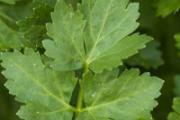 榨芹菜汁加水好不好 芹菜汁怎么榨好喝