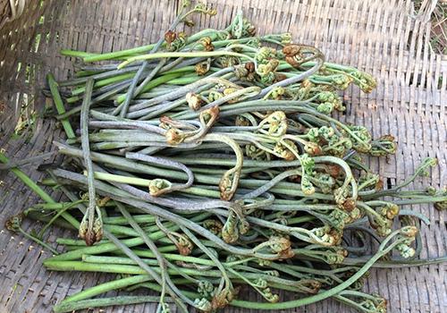 蕨菜发苦怎么回事 蕨菜发苦还能吃吗 乐哈健康网