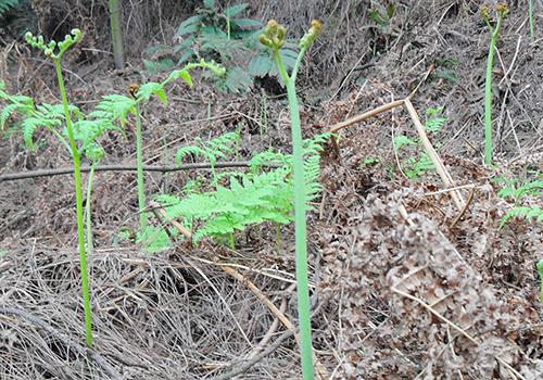 蕨菜什么时候采摘 采摘蕨菜时要注意哪些 乐哈健康网