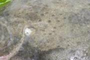 多宝鱼的营养价值 吃多宝鱼有什么好处
