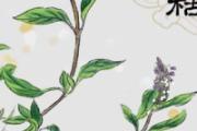 夏枯草来姨妈可以喝吗 夏枯草真的能治结节吗