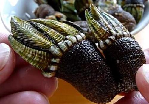 藤壶和佛手是一样吗 佛手螺是什么东西 乐哈健康网