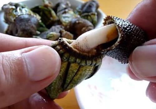 藤壶和佛手是一样吗 佛手螺是什么东西 乐哈健康网