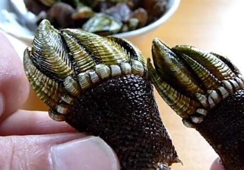 藤壶和佛手是一样吗 佛手螺是什么东西 乐哈健康网