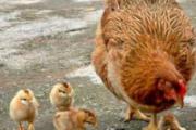 H7N9症状表现 如何尽早发现H7N9禽流感