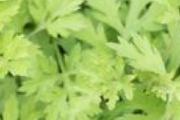 艾草能洗外阴瘙痒吗 下边痒用盐水洗管用吗