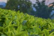 来例假可以喝普洱茶吗 来例假喝什么好排淤血