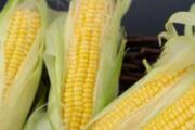 玉米须泡水喝可以减肥吗 玉米须泡水喝要注意什么
