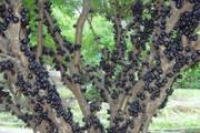 珍宝果可以吃吗 珍宝果一般怎么吃