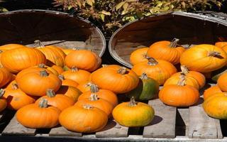 黄鳝不能跟什么一起吃,黄鳝不可以和什么一起吃