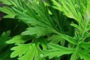 艾草敷眼睛的功效与作用 艾草敷眼睛对眼睛有影响吗