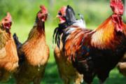 H7N9鸡的症状表现 如何避免买到病鸡