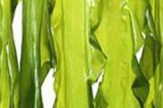 裙带菜好还是海带菜好 带菜和海带菜的区别
