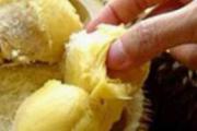 榴莲吃多了会怎么样