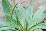 车前草去湿气效果怎么样 车前草泡水喝有什么作用