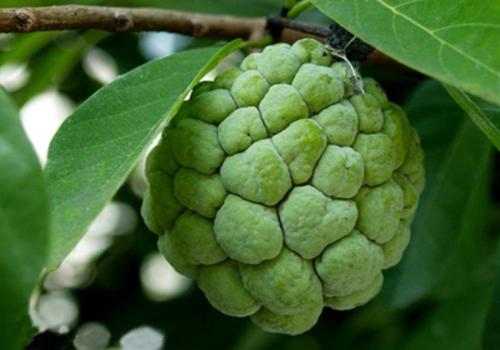 释迦果小孩可以吃吗 小孩吃释迦果居然有这么多好处