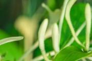 金银花茶可以祛痘吗 金银花茶可以减肥吗