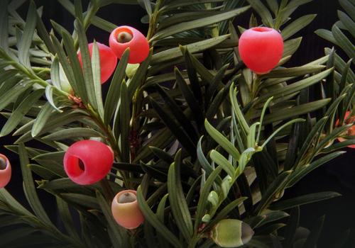 红豆杉的果实能吃吗