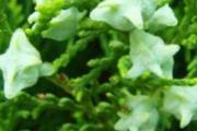 柏树籽怎么吃 柏树果怎么做枕头