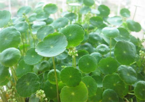 铜钱草的功效与作用