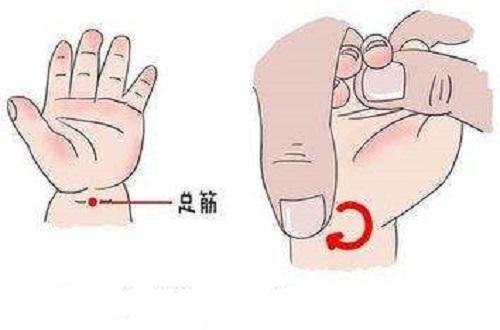总筋的准确位置图,总筋的作用