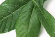 枇杷叶蜂蜜水能止咳吗 煮水的做法