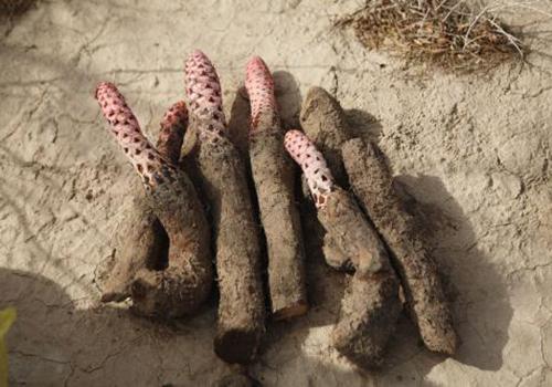 锁阳发霉了还能用吗 锁阳发霉了怎么处理 乐哈健康网