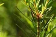茶树精油的营养价值