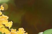 桂花怎么做成干桂花 新鲜桂花可以直接食用吗