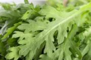 什么人不适合吃茼蒿 为什么有人不吃茼蒿