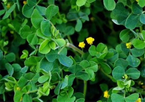 苜蓿吃了有什么好处 吃苜蓿的功效 乐哈健康网