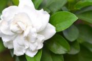 栀子花什么人不能吃 栀子花怎么吃
