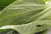 油菜怎么做好吃家常菜 油菜的做法大全
