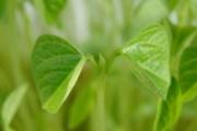 绿豆芽可以生吃吗 绿豆芽生吃有毒吗