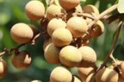 桂圆吃多了会上火吗 桂圆每天吃多少合适