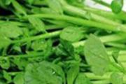 西洋菜的营养价值 西洋菜的功效