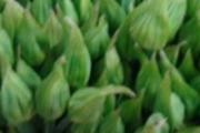 韭菜花的功效 韭菜花有什么营养
