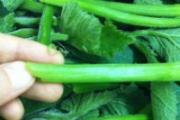 南瓜藤绒毛怎么去除