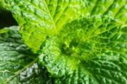 薄荷叶泡水的功效 薄荷叶泡水什么人不能吃