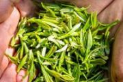 用茶叶洗头有什么作用 茶水洗头发怎么洗
