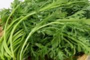 茼蒿包饺子怎么做好吃 茼蒿做馅用焯水吗