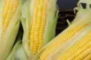 玉米煮多久会熟冷水还是热水 怎么煮玉米棒最好吃