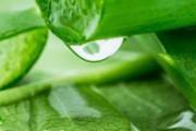 芦荟泡水喝减肥效果好吗 芦荟减肥怎么吃效果好