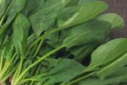 菠菜可以天天吃吗 多吃菠菜对身体好吗